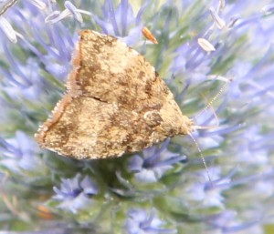 Choreutis pariana.JPG