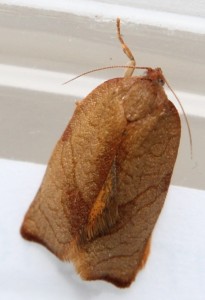 IMG_2245.JPG
