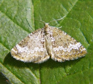 Perizoma alchemillata)_ROT0387 - Copie.JPG