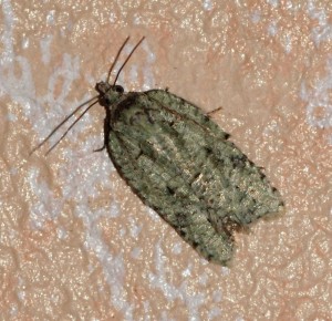 Acleris literana 2014.02.23 p.jpg