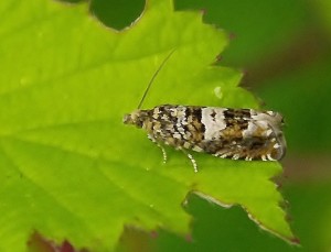 Copie 1 _ROT0870.JPG