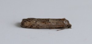 IMG_7779.jpg