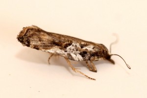 Copie de IMG_7904.jpg