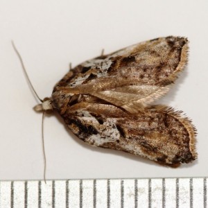 Copie de IMG_7877.jpg