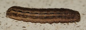 chenille Mythimna ferrago... 2014.03.07 (p).jpg