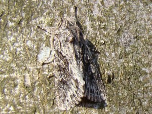 003 - Copie.JPG