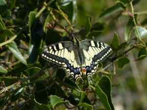 Machaon Papilio machaon Calvisson (4).JPG