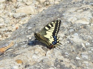 Machaon Papilio machaon Calvisson (2).JPG