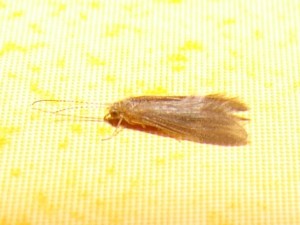 Coleophoridae (2).JPG