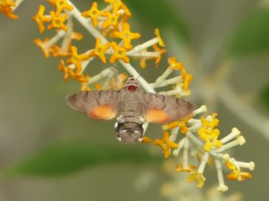 Morosphinx Macroglossum stellatarum Marsillargues (8).JPG