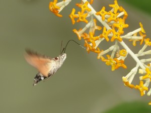 Morosphinx Macroglossum stellatarum Marsillargues (5).JPG