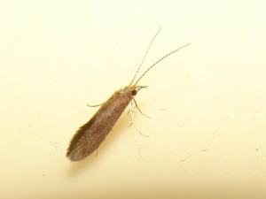 Coleophoridae.JPG