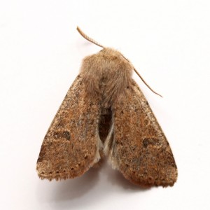 Copie de IMG_8041.jpg