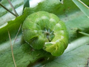 Chenille verte dans l'herbe, 16 mars 2014, Bouresse, Poitou-Charentes.JPG