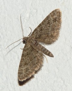 P1020187.JPG