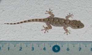 Gecko Tarente Tarentola mauritanica.JPG