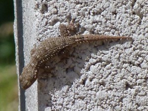 Gecko Tarentola mauritanica (6).JPG