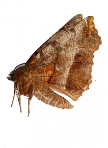 Geometridae - Selenia dentaria - 16-03-2014-redim800.JPG