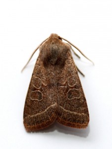 Copie de IMG_8050.jpg