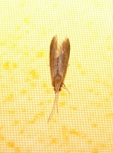 Coleophoridae (3).JPG