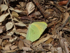 Citron de Provence Gonepteryx cleopatra Montpellier.JPG