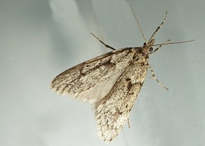 P1210745-redim800.JPG