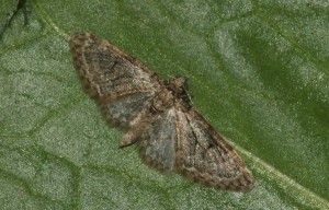 DSC04990.jpg