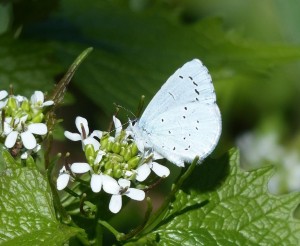 Azuré des nerpruns Celastrina argiolus Marsillargues (2).JPG