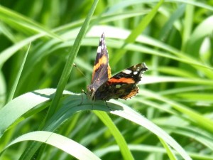 Vulcain Vanessa atalanta Marsillargues.JPG