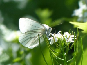 Piéride du navet Pieris napi Marsillargues.JPG