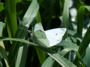 Piéride de la rave Pieris rapae Marsillargues.JPG