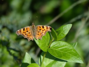 Robert le diable Polygonia c-album Marsillargues.JPG