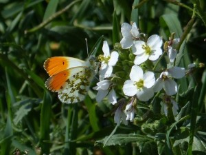 Aurore Anthocharis cardamines Marsillargues (1).JPG
