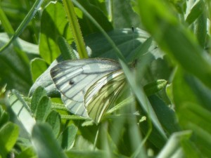 Piéride du navet Pieris napi Marsillargues (3).JPG
