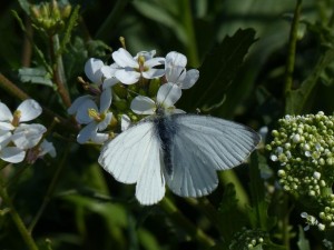Piéride du navet Pieris napi Marsillargues (1).JPG