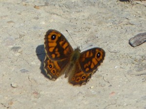 Mégère (Satyre) Pararge megera Marsillargues.JPG