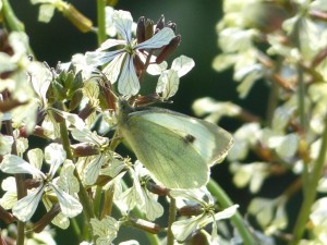 Piéride du chou Pieris brassicae Marsillargues.JPG