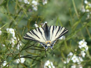 Iphiclides podalirius Marsillargues.JPG