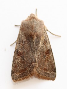 Copie de IMG_8112.jpg