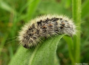 Petite chenille noire poils blancs, Bouresse, 30 mars 2014.jpg