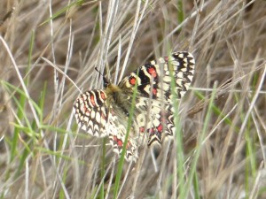 Proserpine Zerynthia rumina.JPG