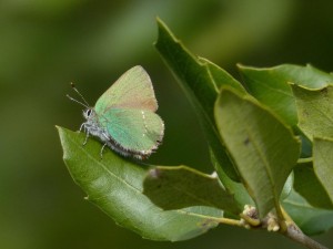 Argus vert Thécla de la ronce Callophrys rubi (2).JPG