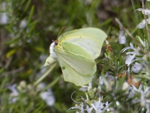 Citron de Provence Gonepteryx cleopatra femelle (2).JPG