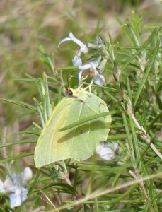Citron de Provence Gonepteryx cleopatra (2).JPG