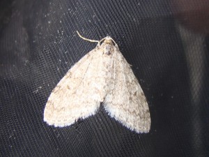 DSC04212.JPG