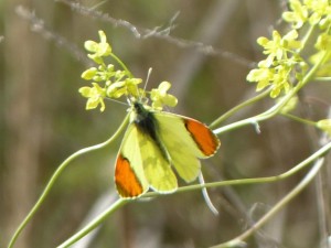 Aurore de Provence Anthocharis euphenoides  Aubais Gard (7).JPG