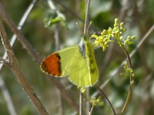 Aurore de Provence Anthocharis euphenoides  Aubais Gard (6).JPG