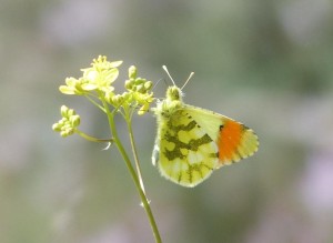 Aurore de Provence Anthocharis euphenoides  Aubais Gard (1).JPG