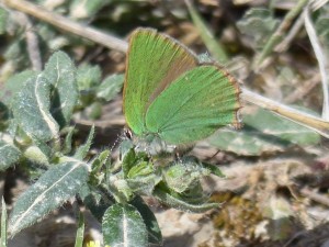 Argus vert Callophrys rubi Aubais Gard (2).JPG