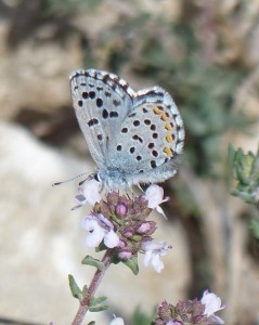 Azuré du thym Pseudophilotes baton Aubais Gard (5).JPG